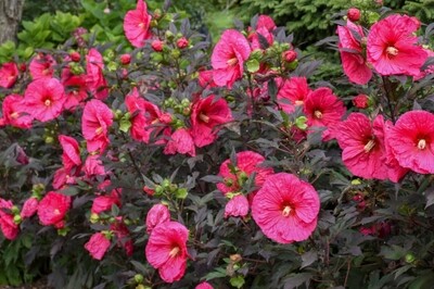 Hibiscus Evening Rose (Proven Winners)
