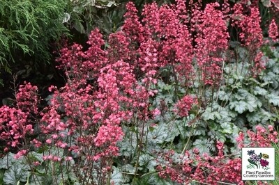Heuchera 'Paris' (coral bells) Heuchera 'Paris' (coral bells)