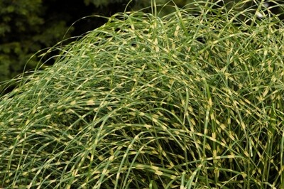 Grass - Miscanthus sinensis ‘Zebrinus' (Zebra grass)