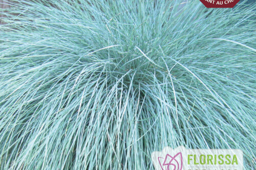 Grass - Festuca gluaca 'Beyond Blue' (Blue Fescue)