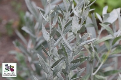 Artemisia ludoviciana - white sagebrush
