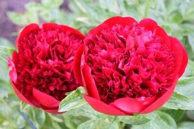 Paeonia lactiflora Red Charm (herbaceous peony) Paeonia lactiflora Red Charm (herbaceous peony)