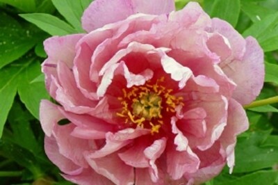 Paeonia Pink Double Dandy (Intersectional Peony)