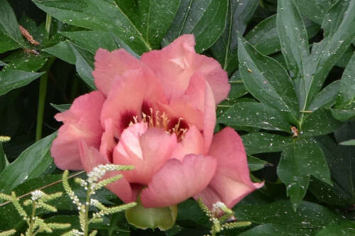 Paeonia Old Rose Dandy (Intersectional Peony)
