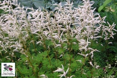 Aruncus aethusifolius (dwarf goat's beard) Aruncus aethusifolius (dwarf goat's beard)