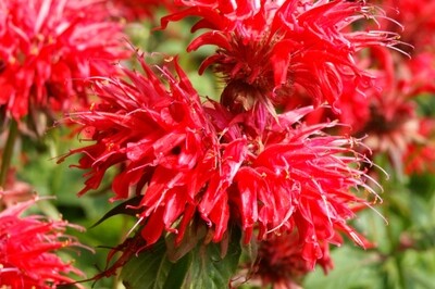 Monarda Bee-You 'Bee Happy' (bee balm) Monarda Bee-You 'Bee Happy' (bee balm)