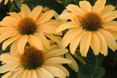 Echinacea 'One in a Melon' (coneflower) Proven Winners Echinacea 'One in a Melon' (coneflower) Proven Winners
