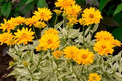 Heliopsis ‘Bit of Honey’ (false sunflower) Proven Winners Heliopsis ‘Bit of Honey’ (false sunflower) Proven Winners