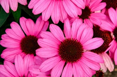Echinacea ‘The Fuchsia is Bright’ (coneflower) Proven Winners Echinacea ‘The Fuchsia is Bright’ (coneflower) Proven Winners