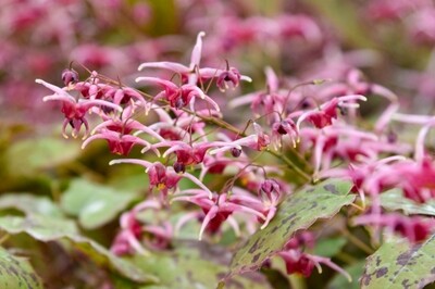 Epimedium Pink Champagne - barrenwort Epimedium Pink Champagne - barrenwort