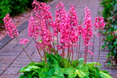 Heuchera 'Timeless Glow' (coral bells) Heuchera 'Timeless Glow' (coral bells)