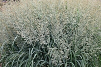 Grass - Panicum 'Niagara Falls' (Switch Grass) Grass - Panicum 'Niagara Falls' (Switch Grass)