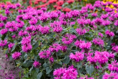Monarda Bee-You 'Bee Free' (bee balm) Monarda Bee-You 'Bee Free' (bee balm)