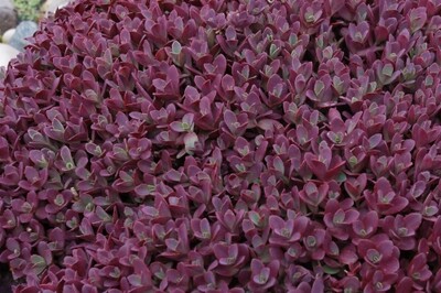Sedum 'Firecracker' Sunsparkler Series Sedum 'Firecracker' Sunsparkler Series