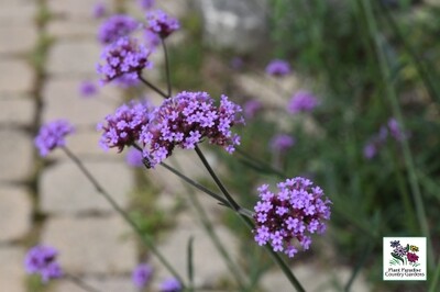 Verbena bonariensis (annual vervain) Verbena bonariensis (annual vervain)
