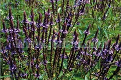 Verbena hastata (Blue Vervain) Verbena hastata (Blue Vervain)