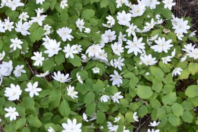 Anemonella thalictroides (rue anemone) Anemonella thalictroides (rue anemone)