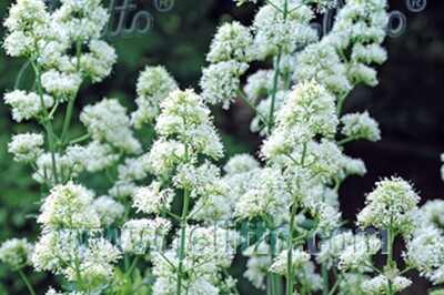 Centranthus ruber 'Albus' (white valerian)