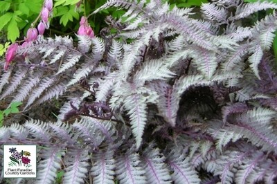 Fern - Athyrium Burgundy Lace