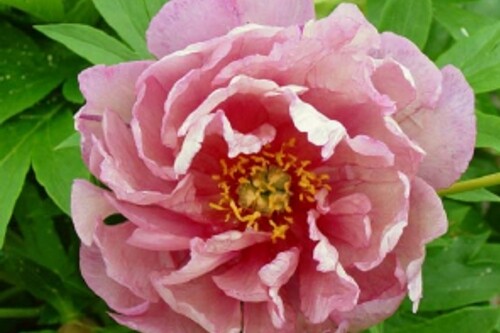 Peony Itoh Pink Double Dandy