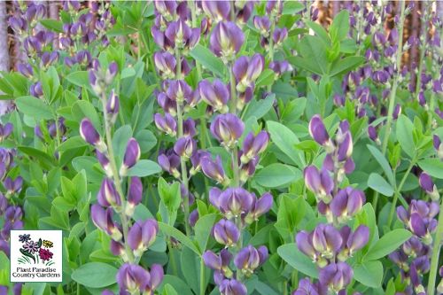 Baptisia Baptisia Prairie Twilite Blues Baptisia Baptisia Prairie Twilite Blues