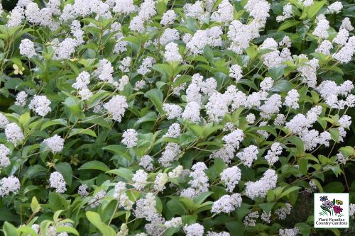 Ceanothus americanus - New Jersey Tea Shrub Ceanothus americanus - New Jersey Tea Shrub