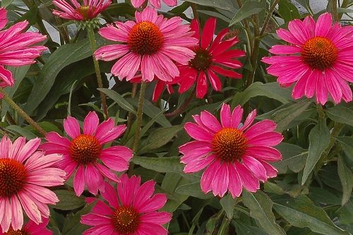 Echinacea KISMET Raspberry