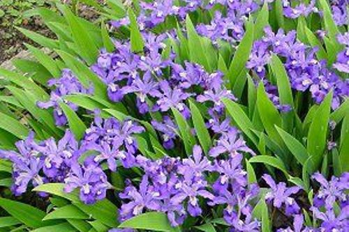 Iris cristata