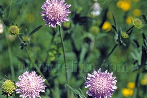 Knautia arvensis
