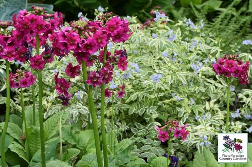 Primula japonica (mixture of bloom colours) Primula japonica (mixture of bloom colours)