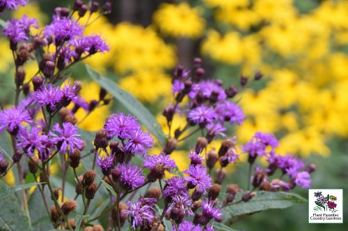 Vernonia novaboracensis - New York Inronweed Vernonia novaboracensis - New York Inronweed