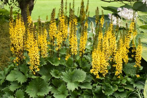 Ligularia Bottle Rocket