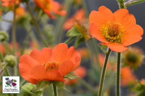 Geum Totally Tangerine