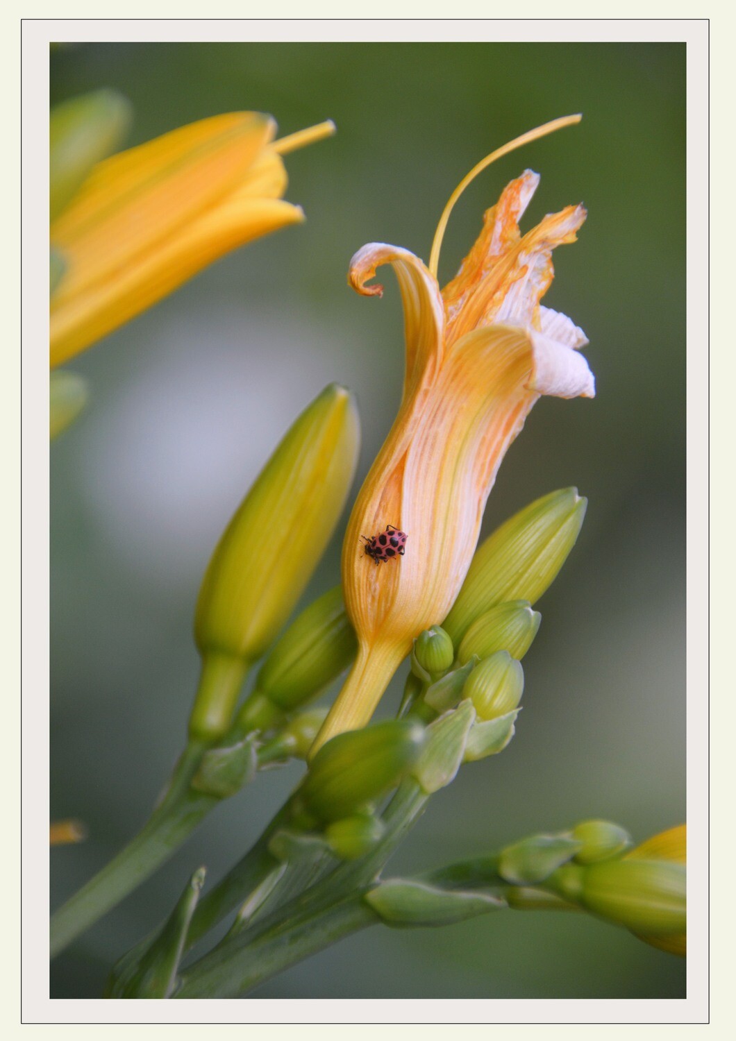 Fine Art Blank Inside Photo Note Cards Featuring Summer Sunshine