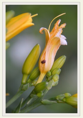 Fine Art Blank Inside Photo Note Cards Featuring Summer Sunshine