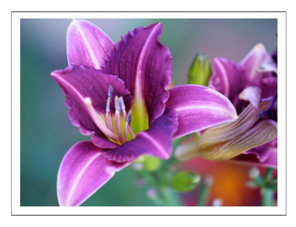 Fine Art Blank Inside Photo Note Card Set - Daylilies Are Delightful