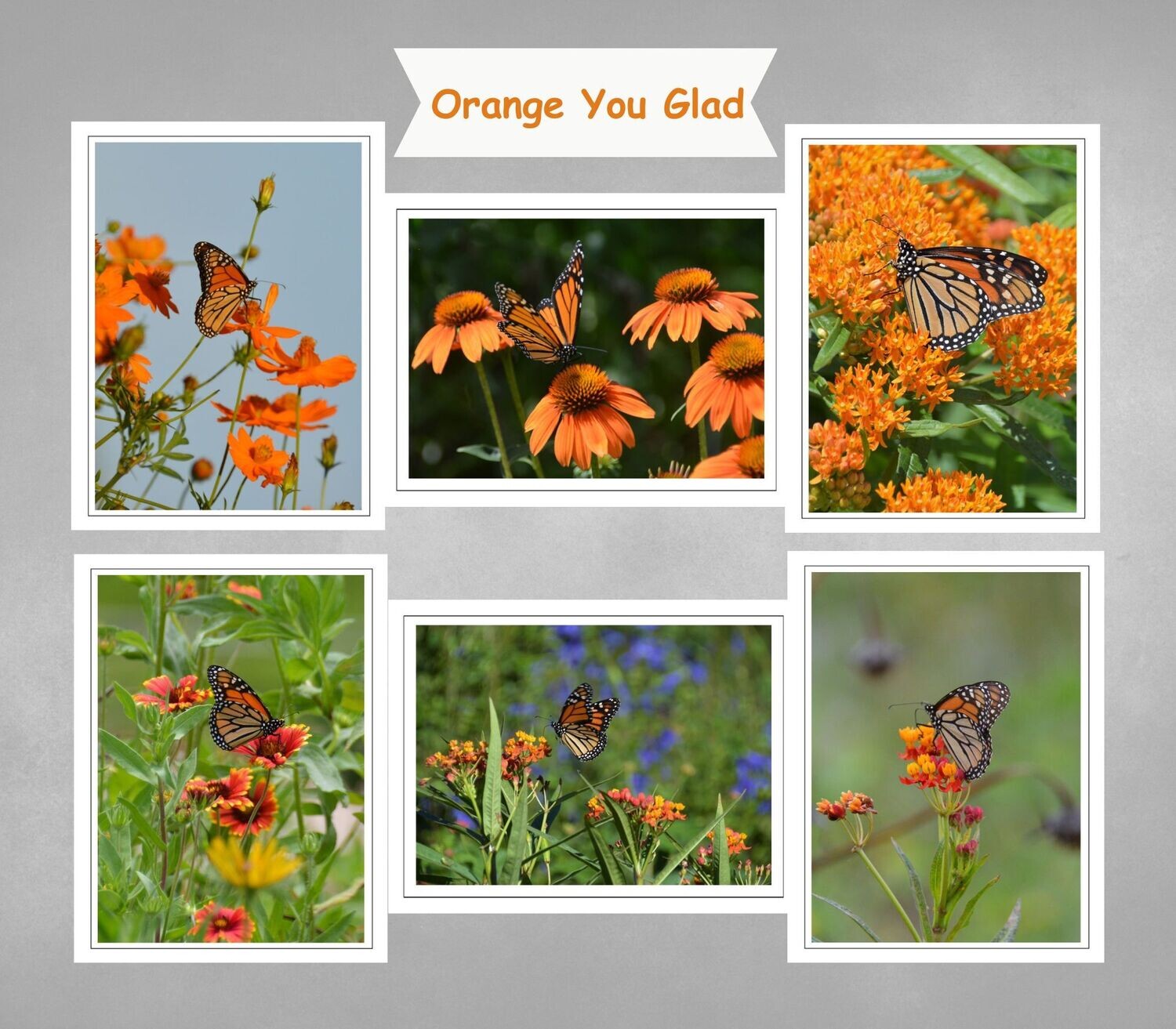 Fine Art Blank Inside Photo Note Card Set with Monarch Butterflies in Orange