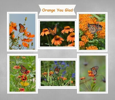 Fine Art Blank Inside Photo Note Card Set with Monarch Butterflies in Orange