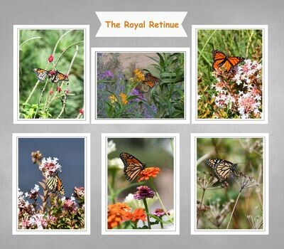 Fine Art Blank Inside Photo Note Card Set - Monarchs, The Royal Retinue