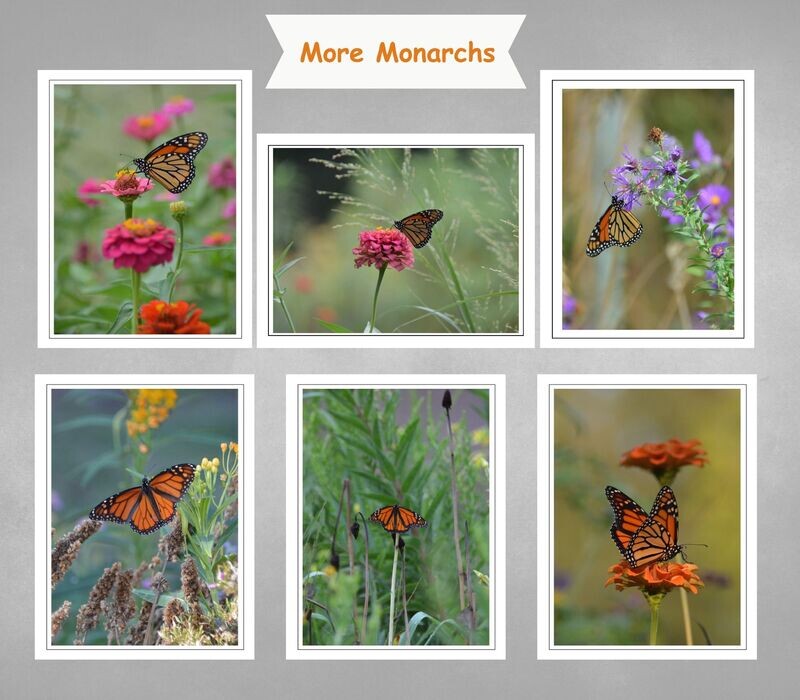 Fine Art Blank Inside Photo Note Card Set More Monarchs