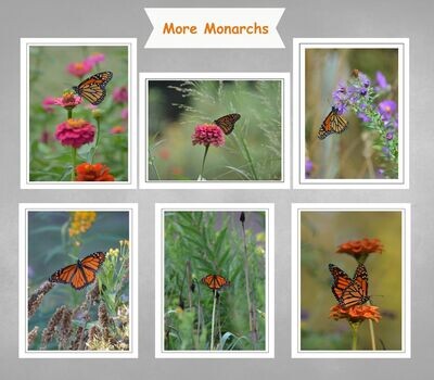 Fine Art Blank Inside Photo Note Card Set More Monarchs