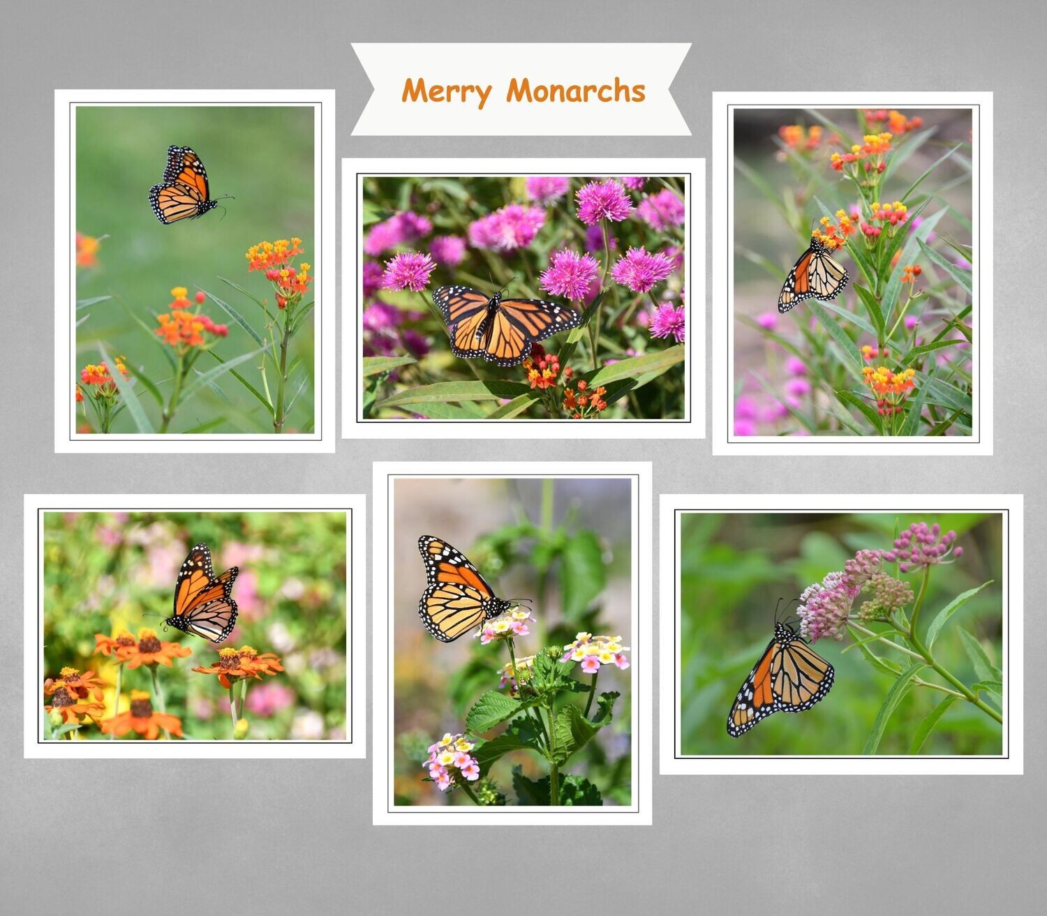 Fine Art Blank Inside Photo Note Card Set - Merry Monarchs