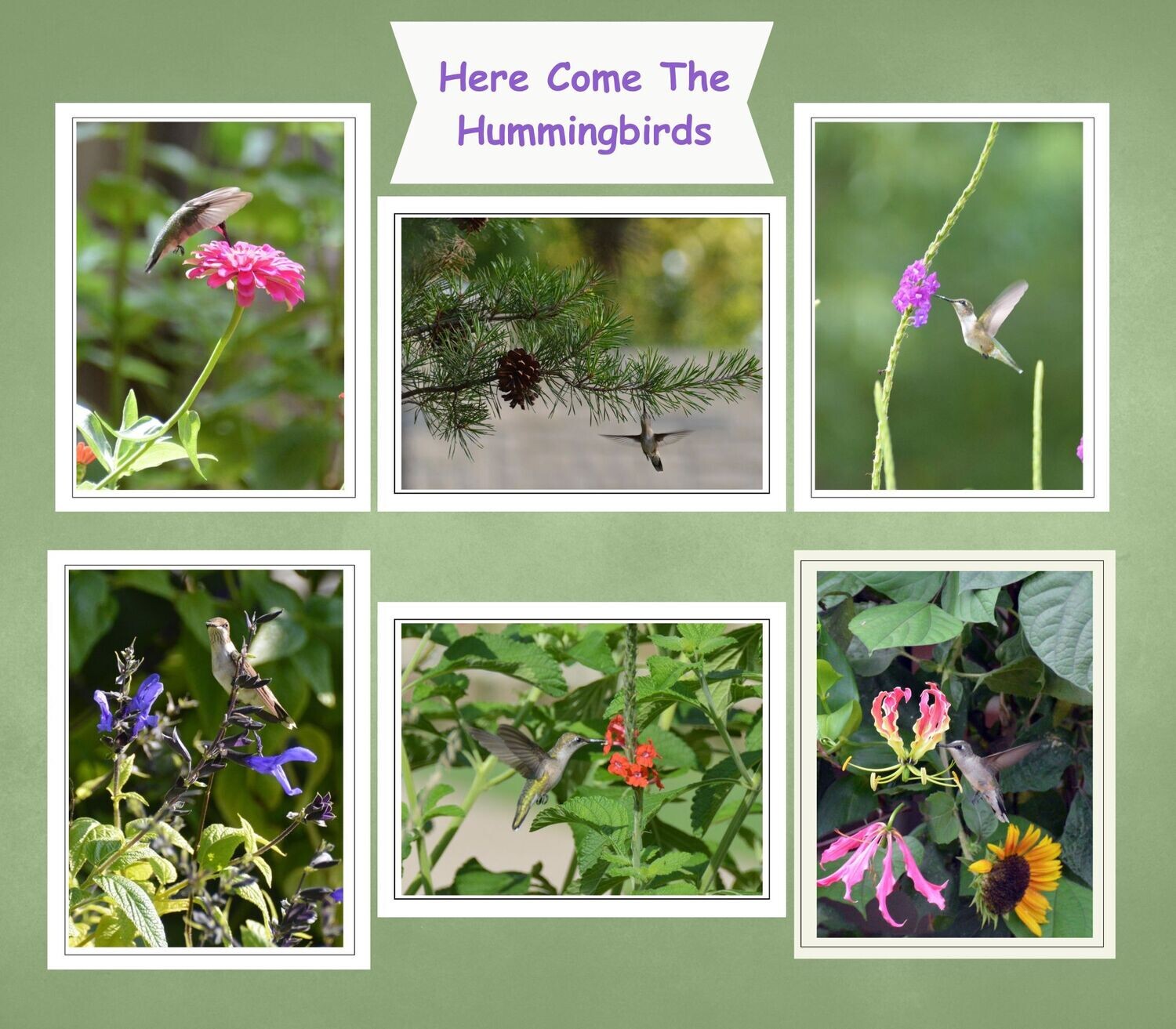 Blank Inside Fine Art Photo Greeting Cards - Here Come the Hummingbirds