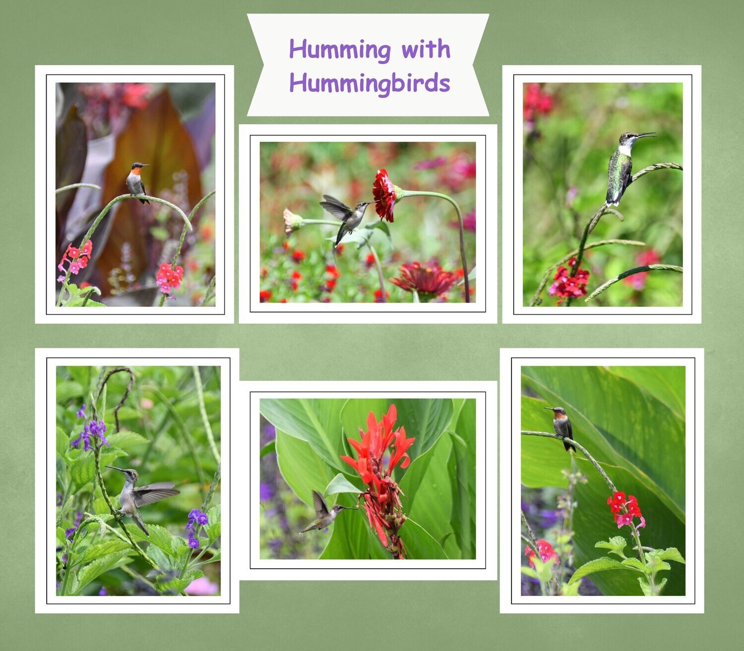 Fine Art Blank Inside Note Card Gift Set titled Humming with the Hummingbirds