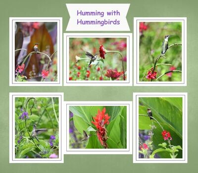 Fine Art Blank Inside Note Card Gift Set titled Humming with the Hummingbirds