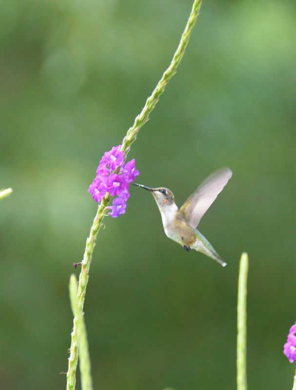 Hummingbird on Vervain