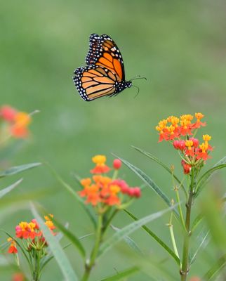 Monarchs