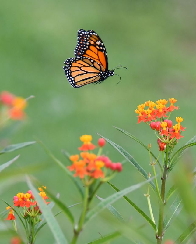 Monarchs