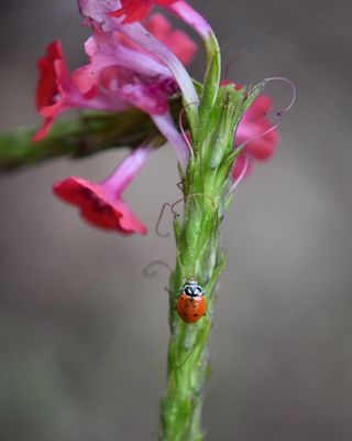 Ladybugs