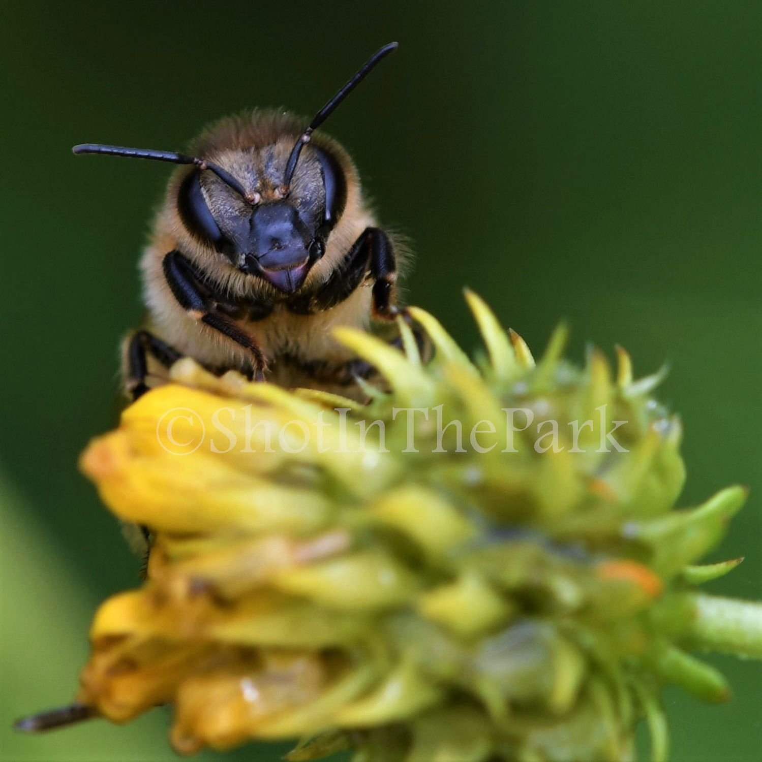 Don&#39;t Worry, Bee Happy